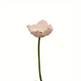 White Poppy Artificial Flower