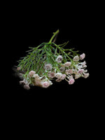 Artificial Baby Breath Gypsophila - Perfect For Cakes